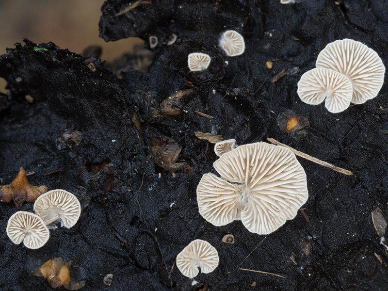 Clitopilus hobsonii Clitopilus hobsonii